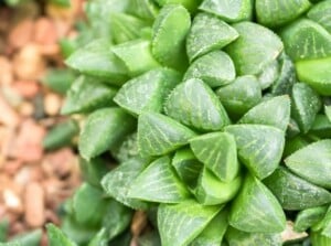 cathedral window haworthia