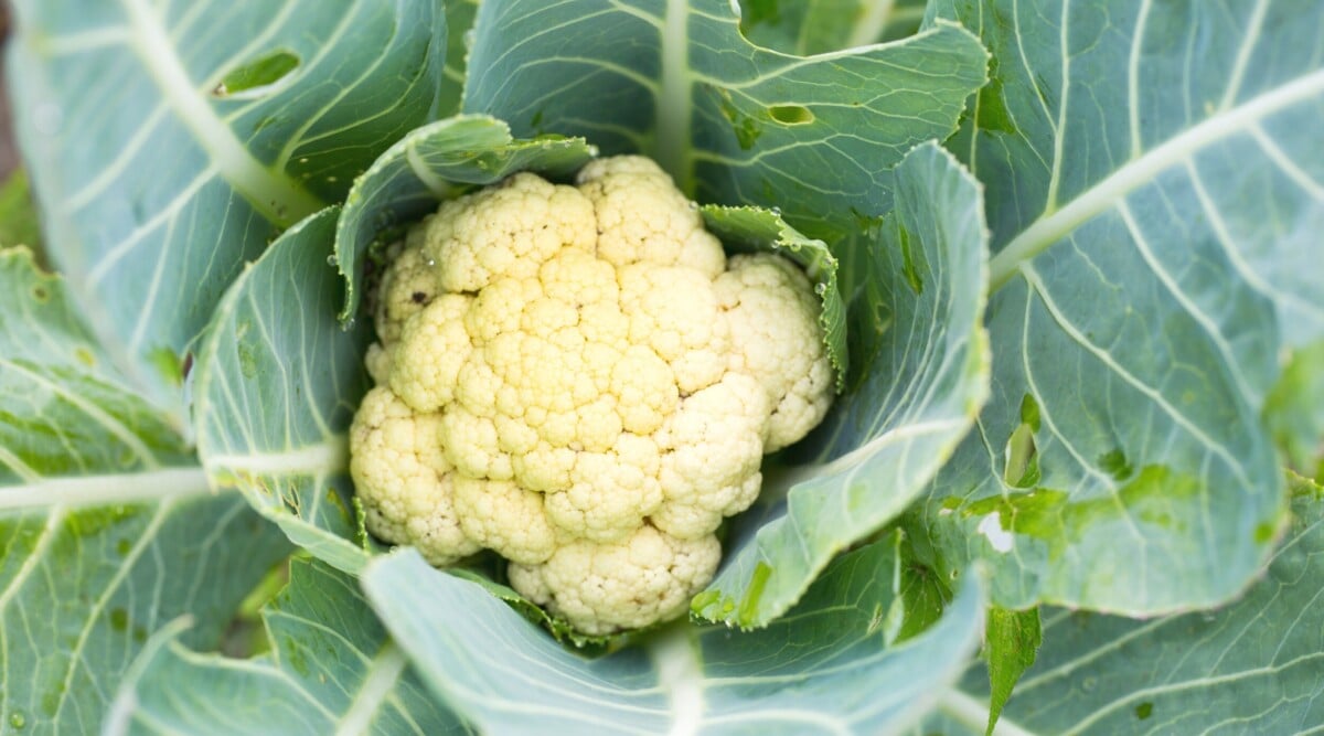 'snowball y' cauliflower is nestled in large green, ribbed leaves.