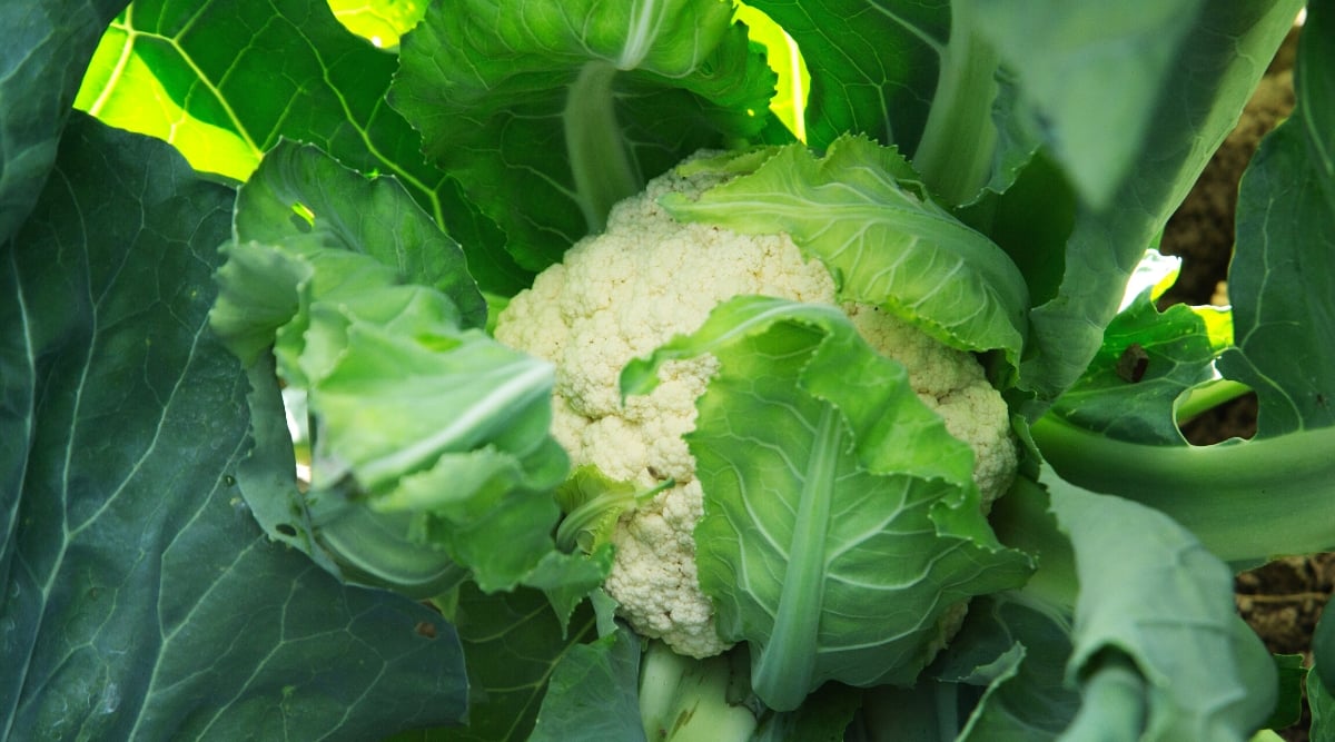 Close-up of cauliflower in the garden. Cauliflower is a biennial plant with an edible flower head. Cauliflower leaves are large, broad, bluish green, and form a rosette around the base of the flower head. The flower head, also called the curd, is the edible part of the plant and consists of tightly packed, undeveloped flower buds.