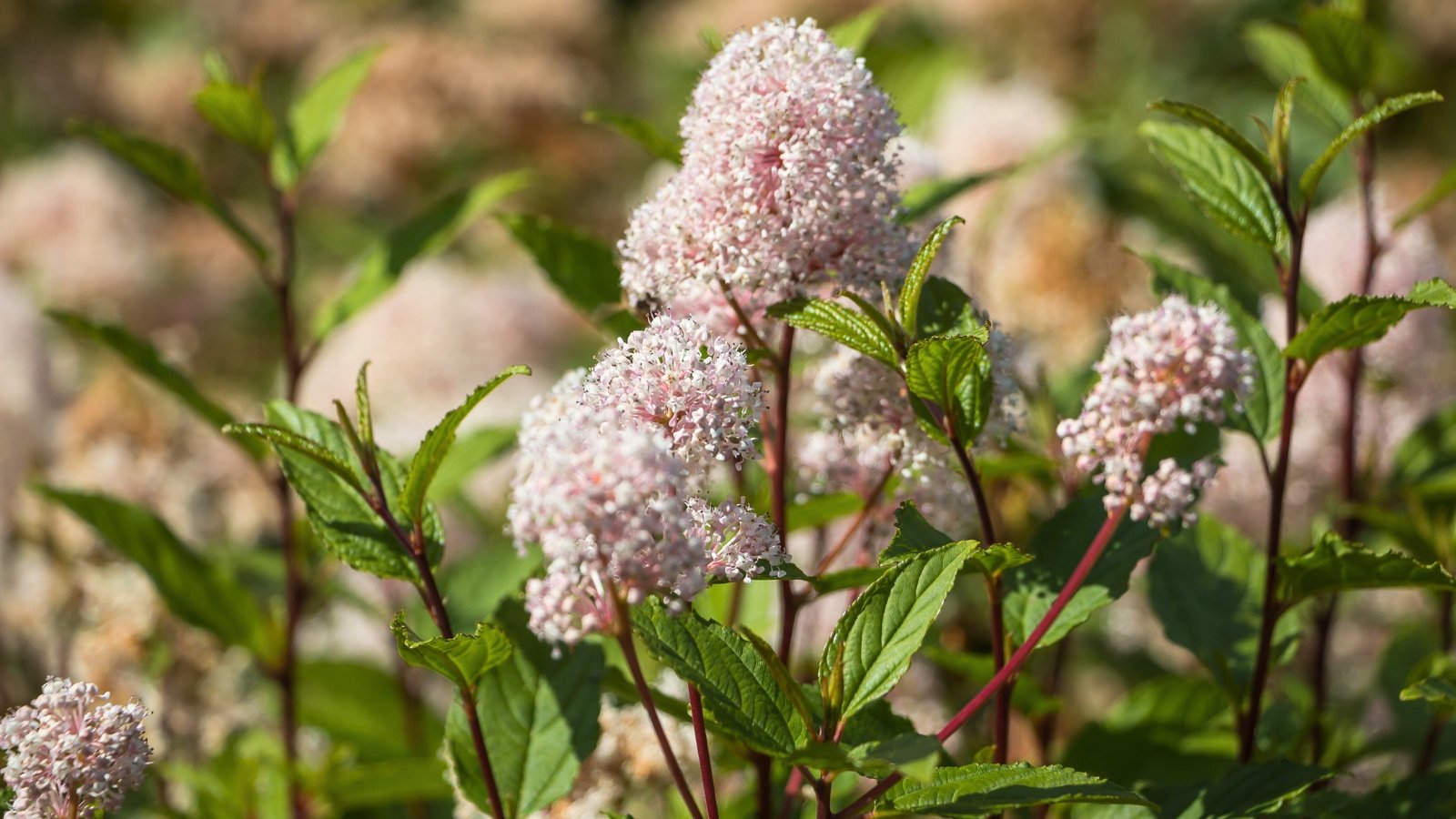 Ceanothus americanus has glossy, dark green leaves and dense clusters of small, white to pinkish flowers.