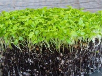 Celery microgreens