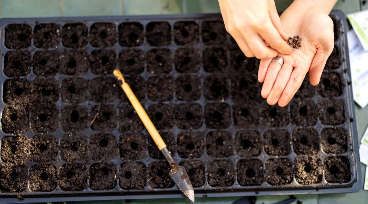 Top view of a woman's palm full of seeds over large cell trays filled with soil mixture. Cell trays for starting seeds are rectangular plastic containers with multiple individual cells, each serving as a small compartment for germinating and growing individual seeds. On top of the cell tray is a small garden tool - a spatula.