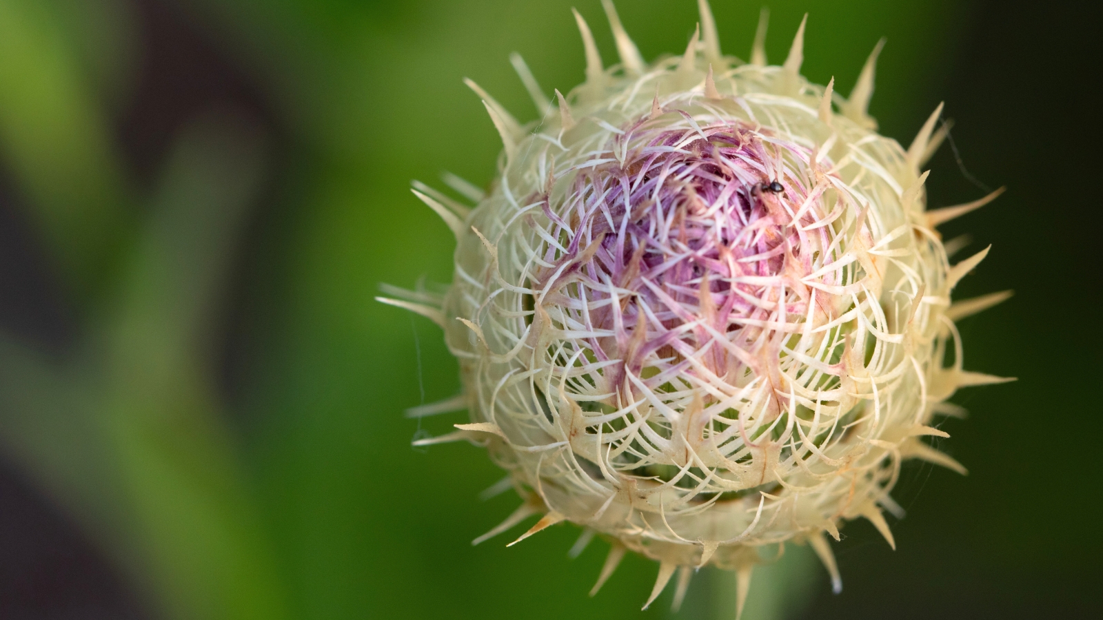 Close-up of an American star thistle bud on a blurred green background, showcases a compact, conical form enveloped in spiky, green bracts, with hints of purple peeking through, promising the emergence of a vibrant and prickly bloom.