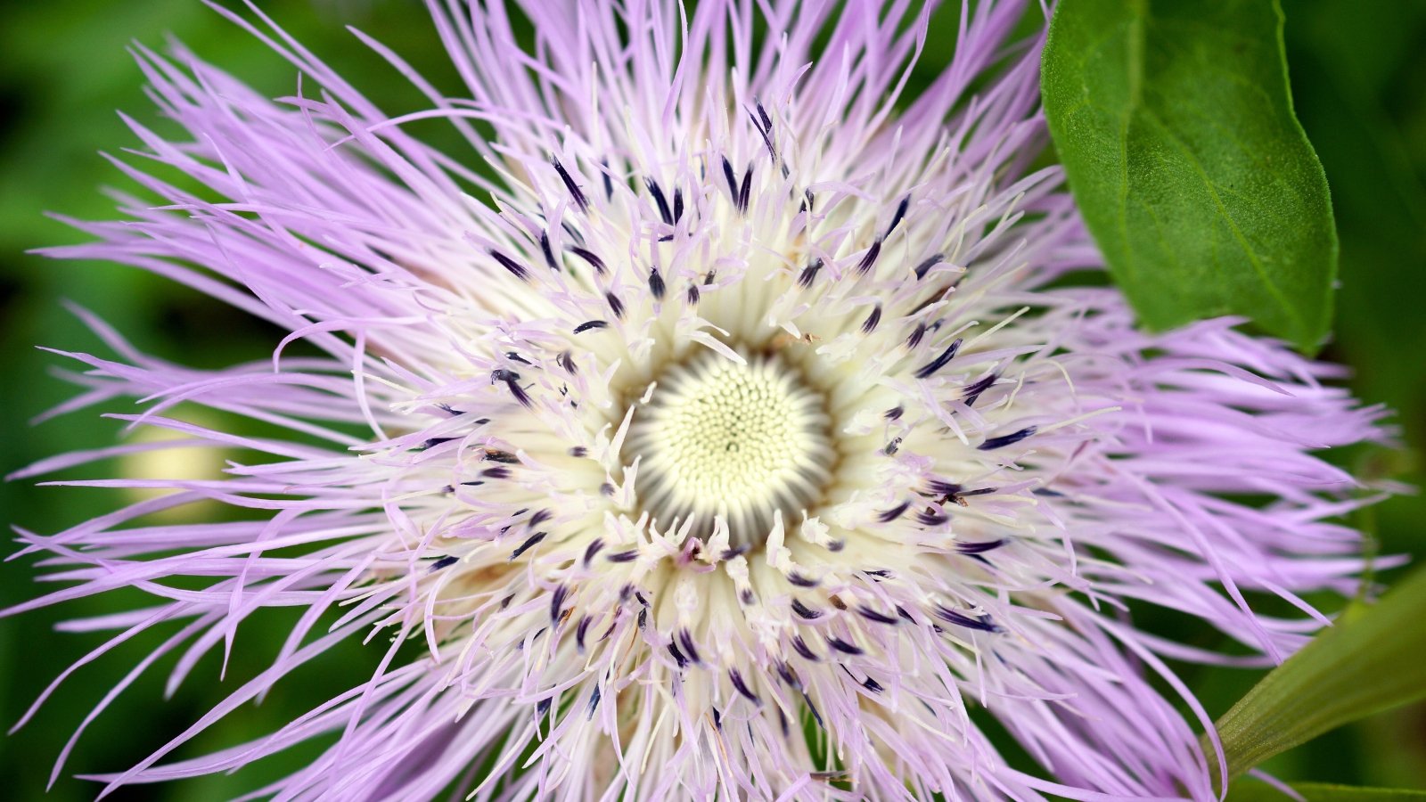 Top view, close-up of a blooming Centaurea americana flower, displaying a striking lavender-pink flower head with thin stalk-like petals.