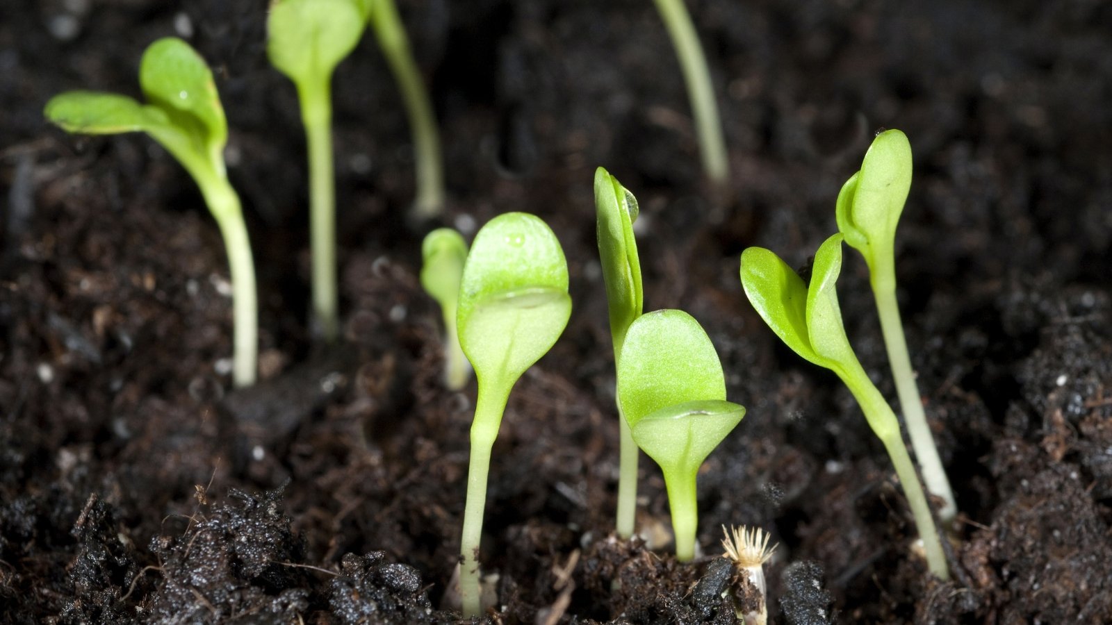 Close-up of centaurea sprouts among moist dark brown soil, characterized by thin, short stems and pairs of tiny oval green cotyledons.