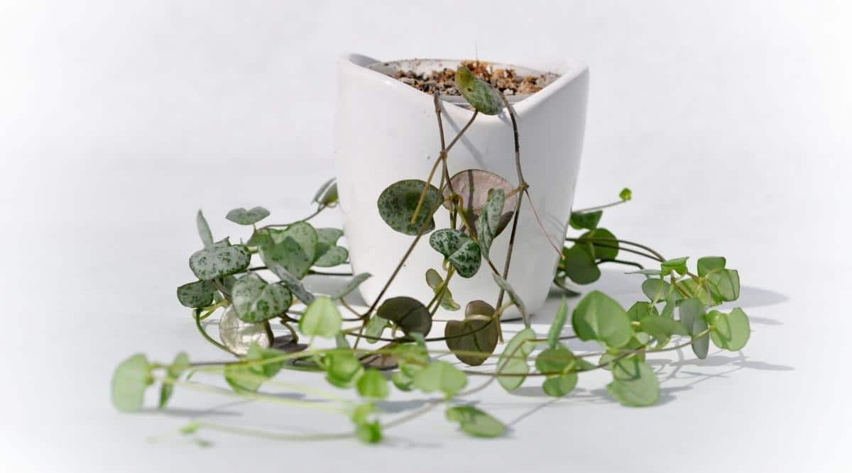 Small White Container With String of Hearts