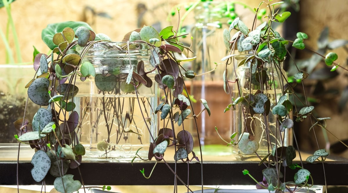 Close-up of Ceropegia woodii succulent cuttings in glass jars with water on a wooden table indoors. Ceropegia woodii, commonly known as String of Hearts, is a charming trailing succulent with a distinct appearance. The plant features cascading stems adorned with small, heart-shaped leaves that are green or variegated with shades of silver or purple.