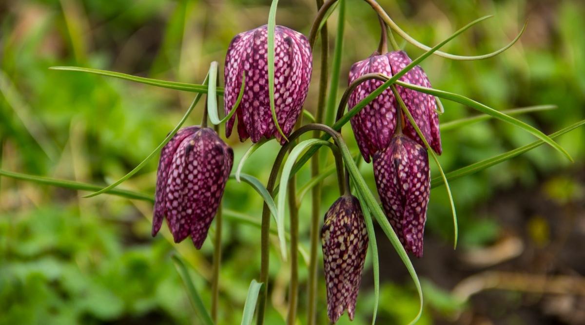 Checkered Lily