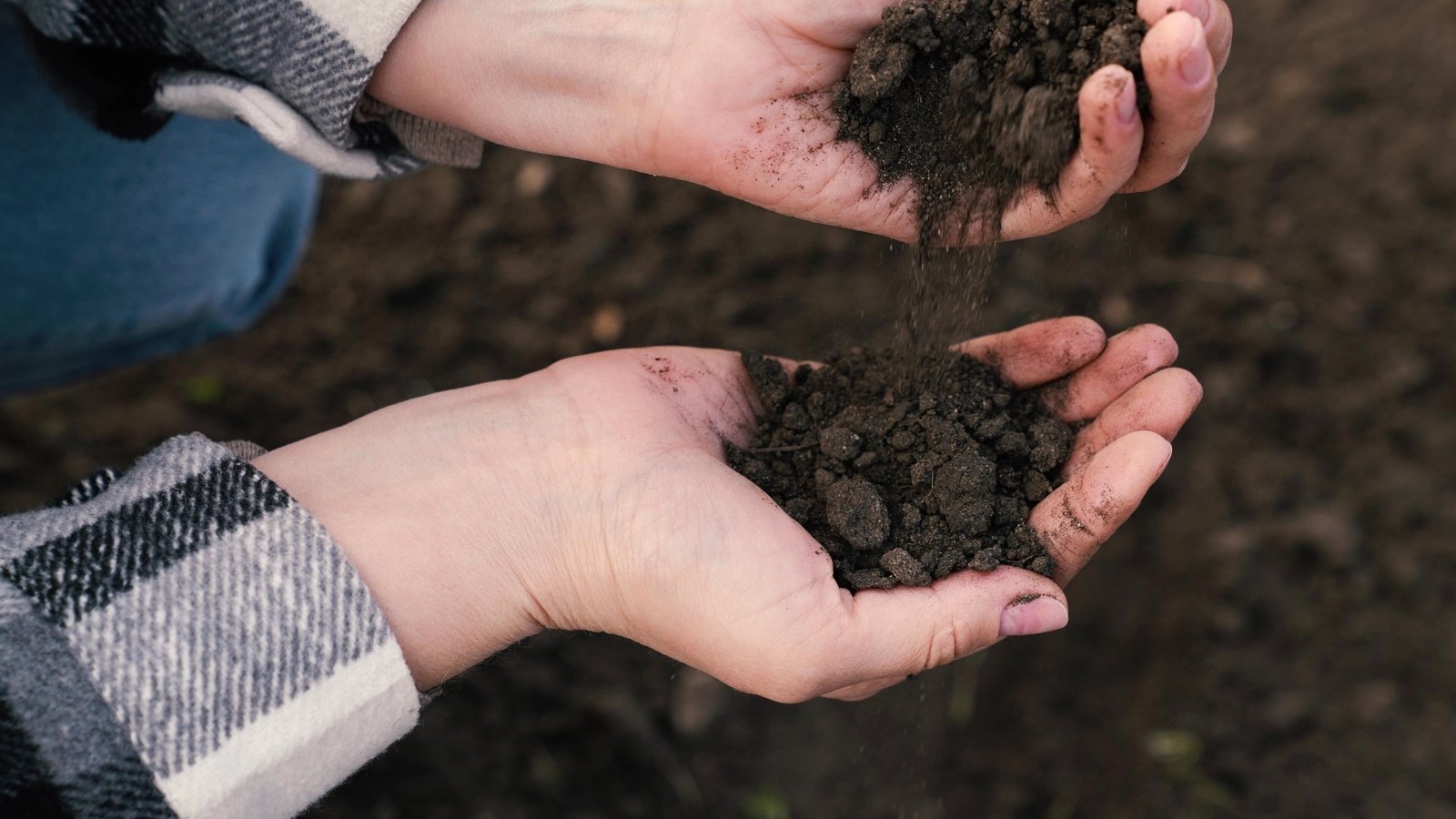 Close-up of gardener's hands, wearing a black and white checkered shirt, checking the soil in the garden.