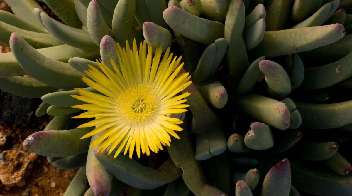 Yellow Flower of the Lobster Claw Succulent