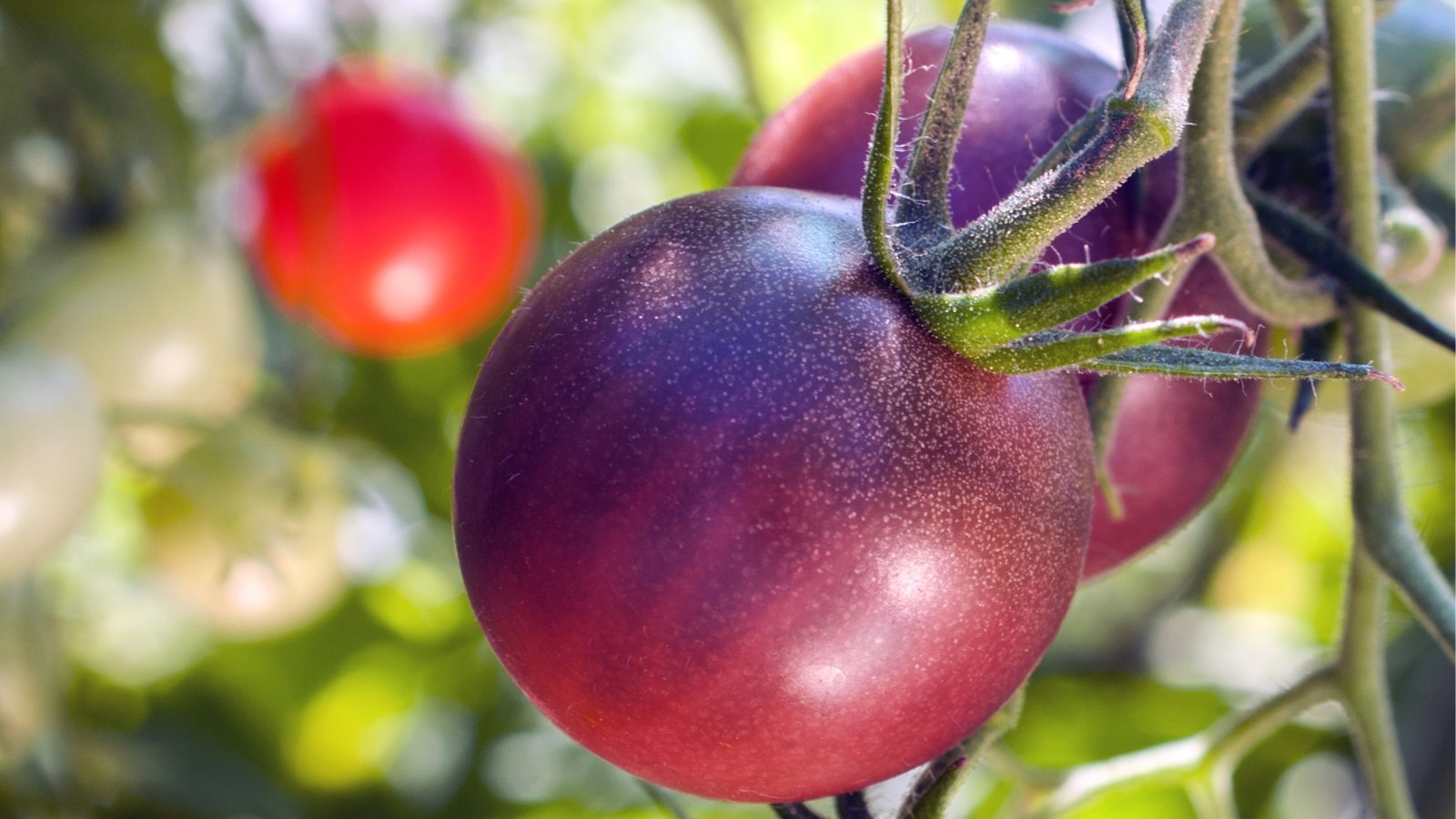 A close up of 'Cherokee Purple' tomatoes clustered on a vine, showcasing their deep, dusky purple hues.