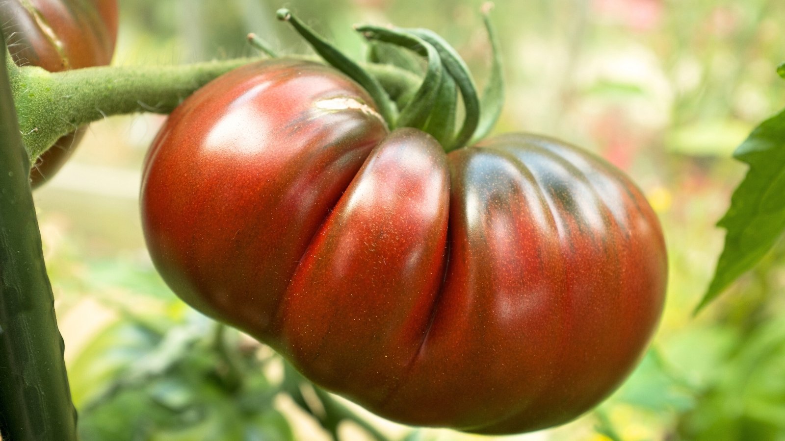 Towering vine with a large, dusky purple-red fruit with a flattened, ribbed shape.