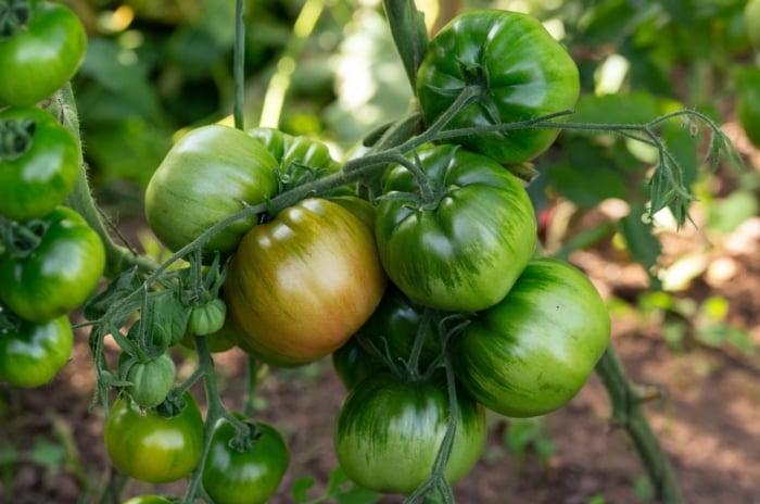 Clusters of unripe ‘Cherokee Purple’ tomatoes dangle gracefully from lush green vines, promising future bursts of flavor. In the background, a blur of foliage and soil hints at the thriving ecosystem supporting the burgeoning fruit.