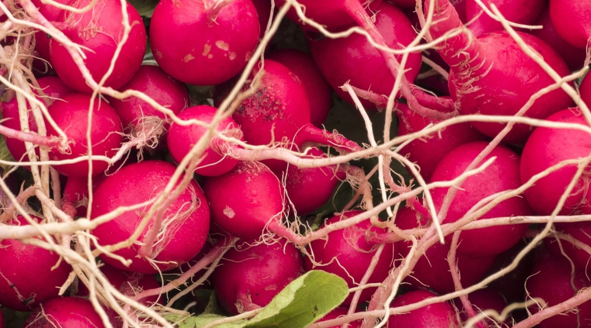 Close-up of a set of ripe Cherriette radishes. It is a small round radish with red smooth skin and thin white root.