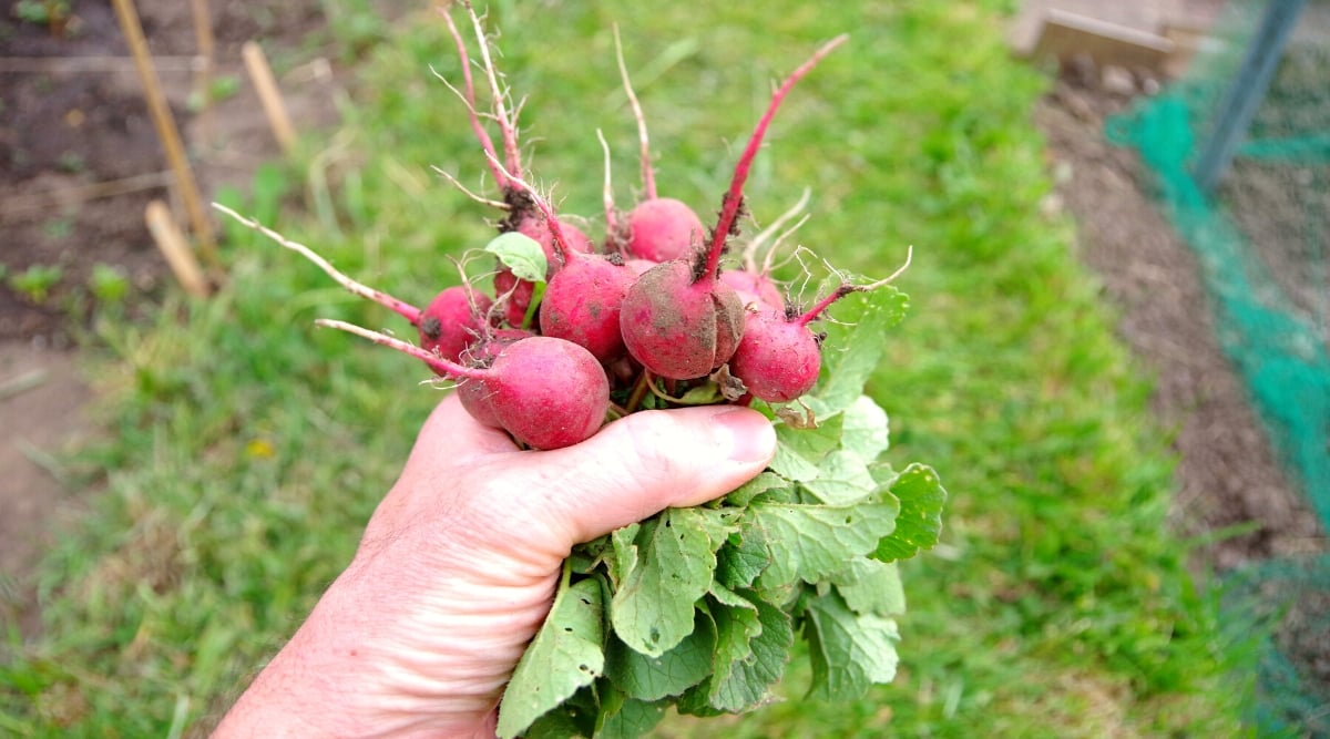 Close-up of a woman's hand holding a bunch of freshly picked Cherry Belle radishes against a blurred garden background. Radish roots are the edible part of the plant, shaped like a rounded bulb with a red-pink skin. Radish leaves are green, lobed with small holes due to pests.