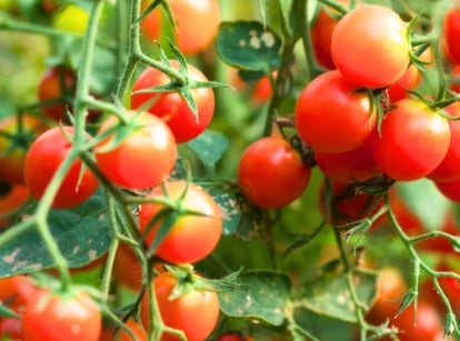 Vibrant red tomatoes nestled amidst verdant vines, basking in the warm sunlight, evoking a sense of freshness and ripeness, promising a burst of flavor with each juicy bite.