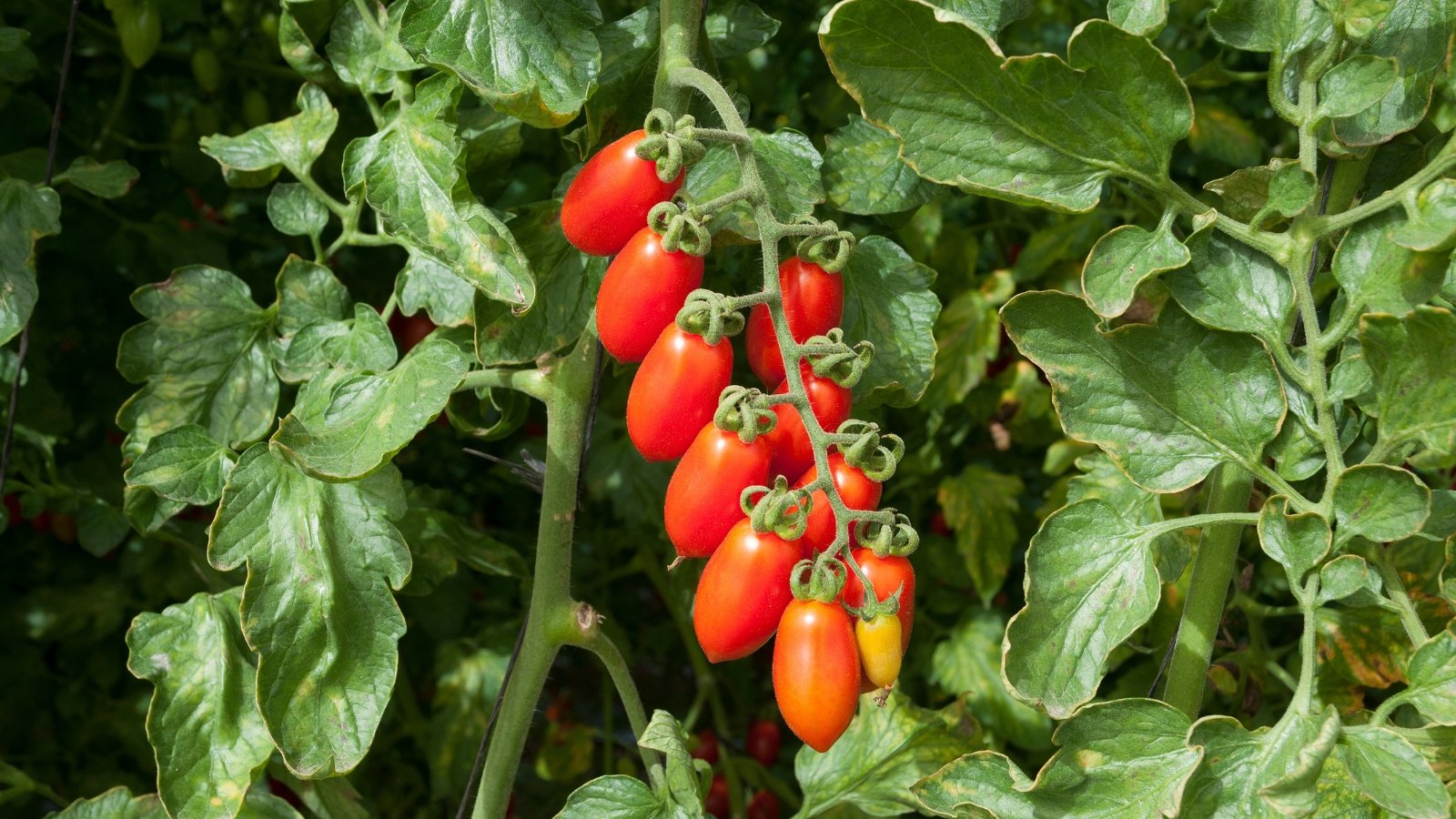 A cluster of 'Supremo Bush' tomatoes nestled among lush green leaves, showcasing its striking crimson hue .