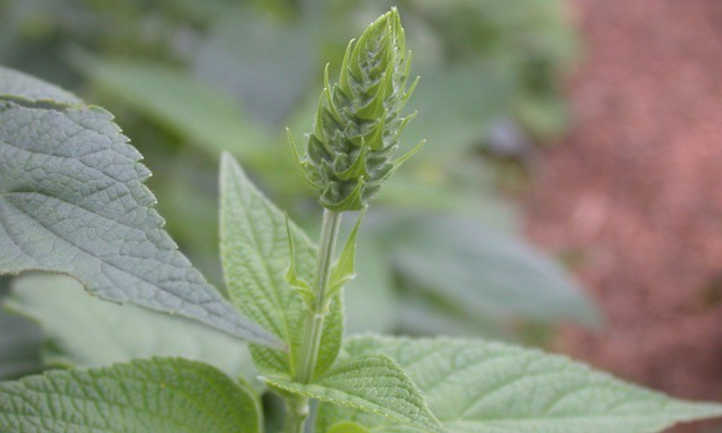 Chia flower forming