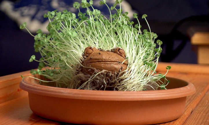 Chia frog