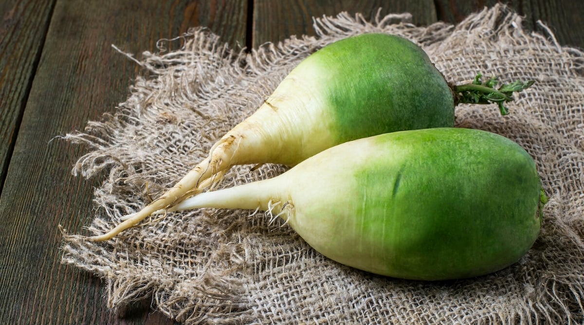 Close-up of two ripe Chinese Green Luobo radish roots on burlap on a wooden table. The root is large, oval. The top half of the root is green and the bottom half is white.