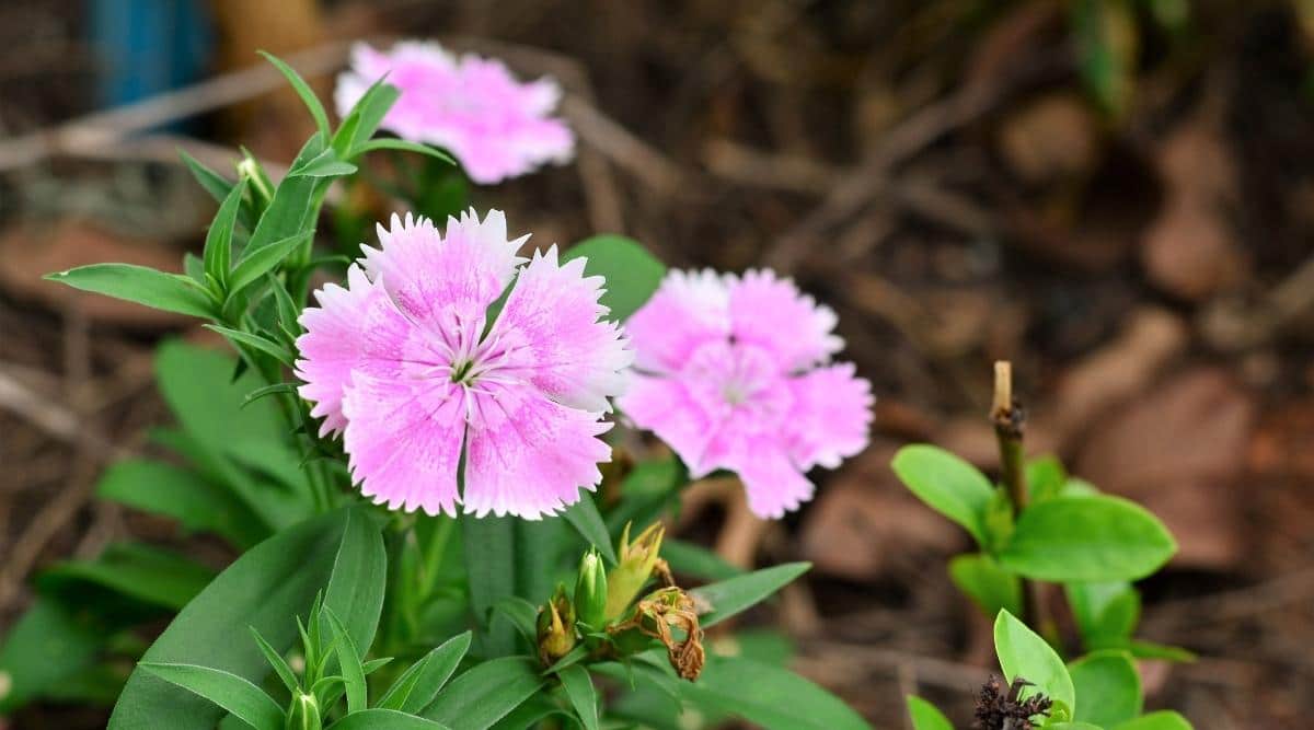 Chinese Pink