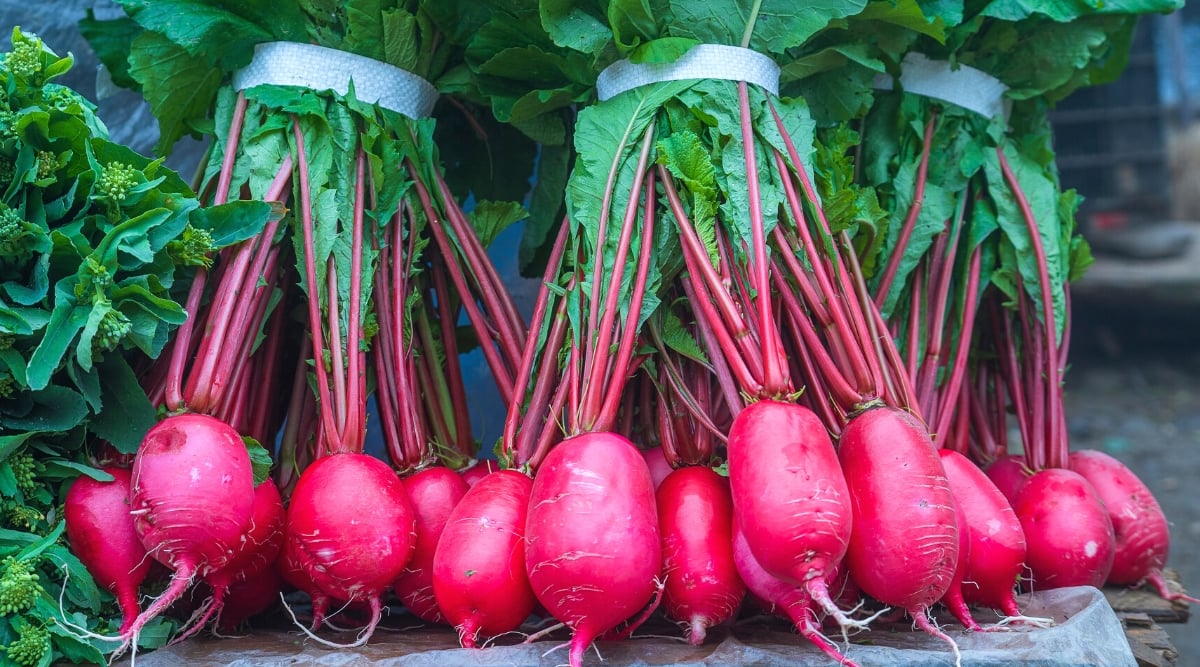 A close-up of several bunches of Chinese Rose radishes on a wooden bench outside. Chinese Rose radish is a variety of winter radish with a large oblong shape and reddish-pink skin.