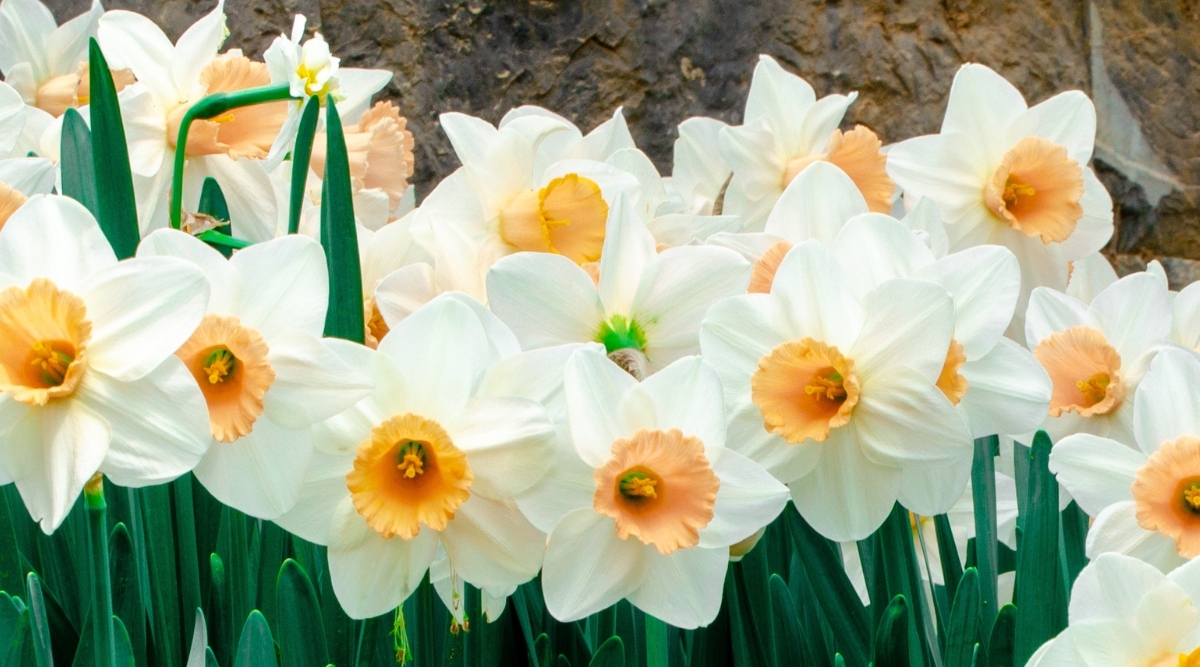 The 'Chinese Sacred Lily' paperwhite reveals a profusion of lush, numerous blooms with large, pristine white petals and captivating peach-hued centers. Against a backdrop of emerald leaves, these blossoms create a picturesque spectacle of nature's splendor and grace.
