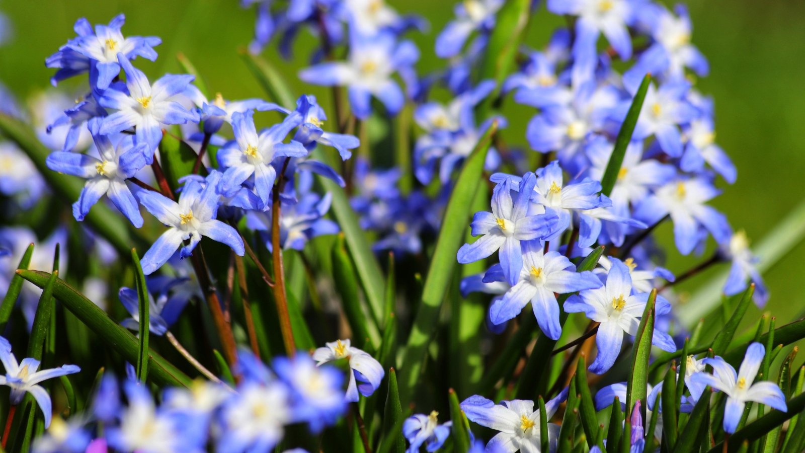 Clusters of small, pale blue flowers with six petals and white throats rise above a bed of slim, bright green leaves in early spring.