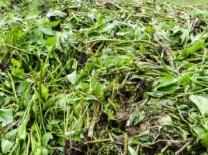 Garden method chop and drop. Close-up of trimmed plants in a garden bed. The plants are trimmed at the base and the leaves are thrown on top of the bed.