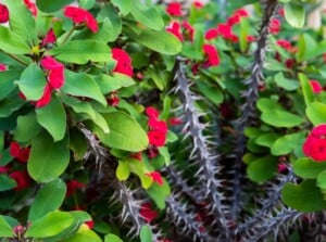 A regal crown of thorns adorned with slender thorn stems, showcasing nature's intricate design. Delicate pink flowers bloom amidst the thorny crown, adding a touch of softness to the resilient structure.