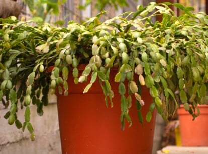 View of a Christmas cactus isn't flowering in a large pot. Christmas cactus is characterized by flattened, segmented stems of green color. These segmented stems are glossy with scalloped edges.