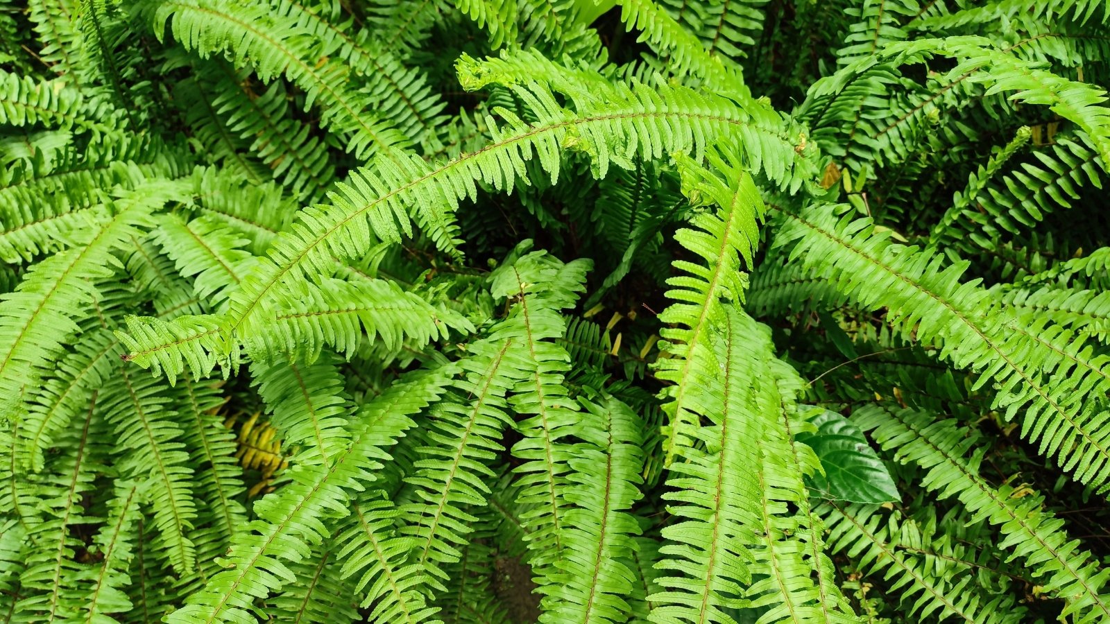 Radiant sunlight kisses the delicate fronds of Christmas ferns, illuminating their vivid green hues. Each leaf unfurls gracefully, its slender shape resembling a miniature evergreen bough, creating a serene.
