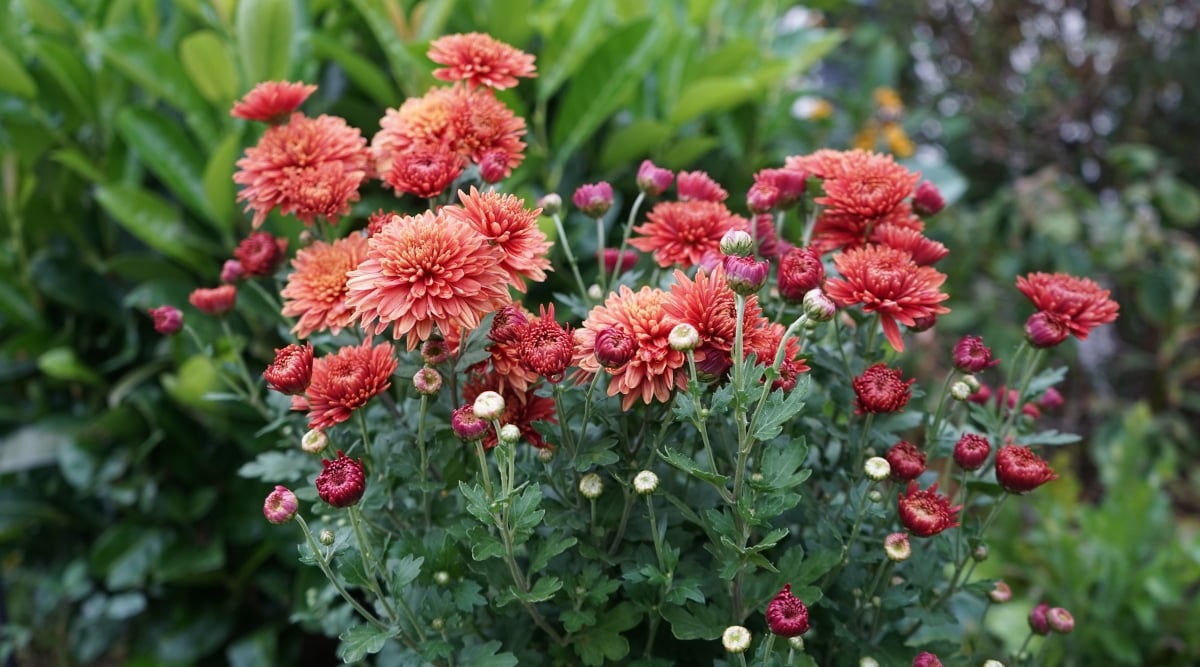 A bunch of Chrysanthemum with a mix of flowers and buds, with its flowers in red and pink shades, accompanied by ovate leaves.