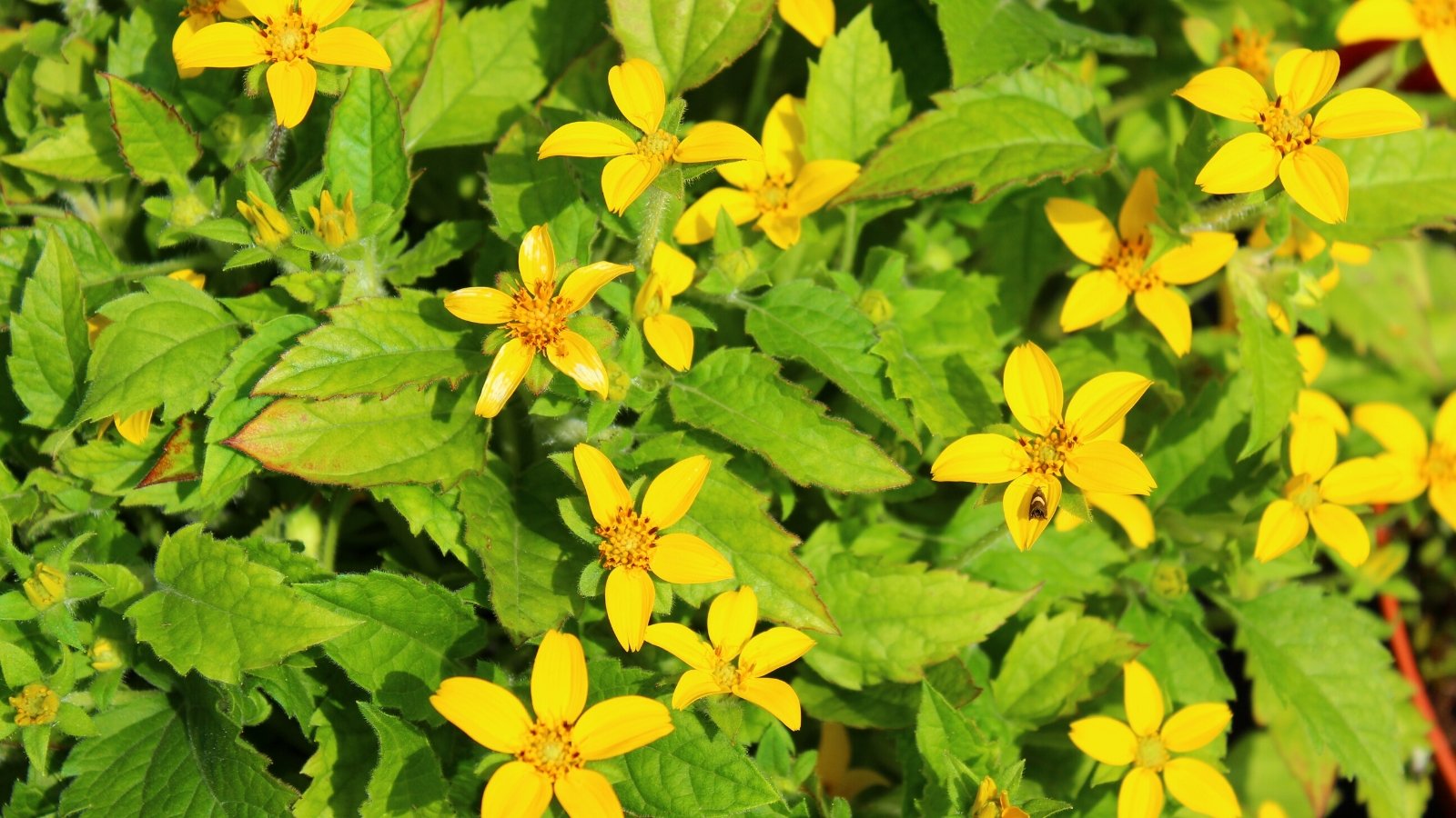 A chrysogonum virginianum getting some sunlight, displaying vibrant yellow flowers and bright green foliage.