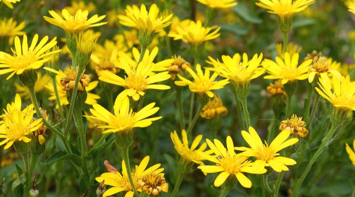 Close-up of a flowering Chrysopsis mariana plant in a garden. It has narrow lanceolate leaves, green and pubescent. The leaves are arranged alternately along the stems and have serrated edges. Chrysopsis mariana produces clusters of daisy-like flowers at the ends of the stems. The flowers have bright yellow petals that surround a prominent yellow center.