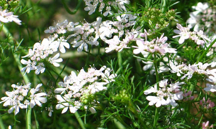 Cilantro flowers before producing seed