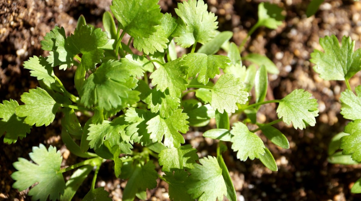 Close-up of a growing Cilantro in a sunny garden. Cilantro is an annual plant with thin, branching stems and delicate, finely dissected leaves. The leaves of cilantro are flat and rounded, bright green in color.