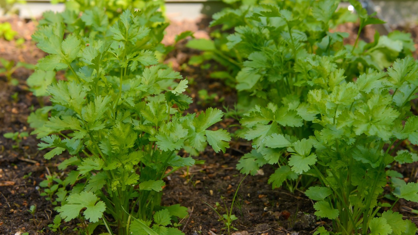 Close-up of Cilantro plants growing in a garden bed. Cilantro presents delicate, feathery leaves atop slender stems. The leaves are bright green and deeply lobed, giving them a distinctive, lacy appearance.