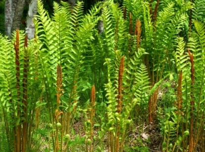 Close-up of Cinnamon Ferns growing in the forest. Cinnamon Ferns (Osmunda cinnamomea) are characterized by their distinctive fronds and unique reproductive structures. These ferns feature erect, arching fronds that can reach impressive heights, with a central, fertile stalk resembling a cinnamon stick. The fronds are finely divided and have a lacy appearance, providing an elegant and feathery texture.