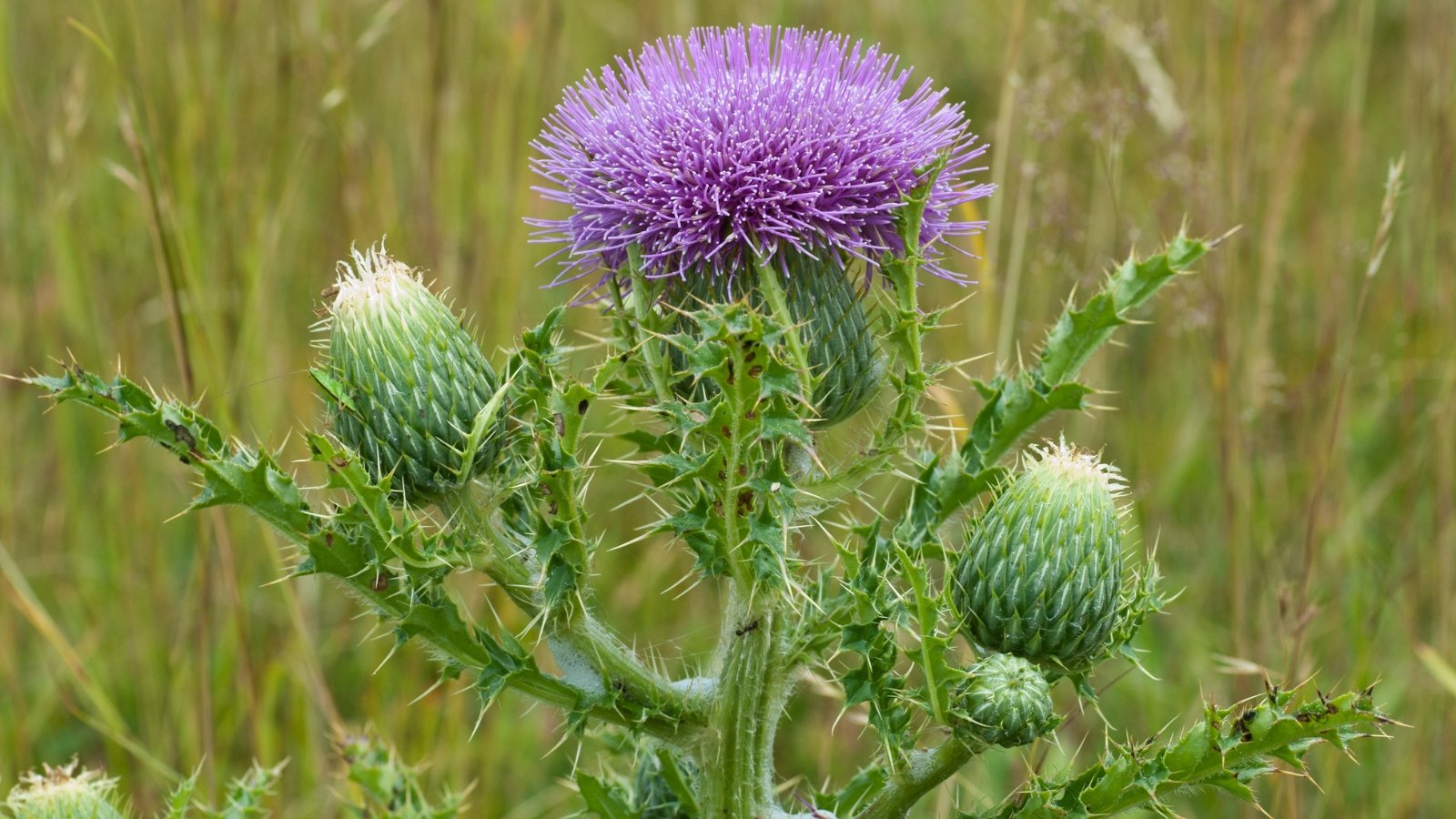 A vibrant, deep purple thistle flower surrounded by spiny green buds with a backdrop of tall grass and greenery.