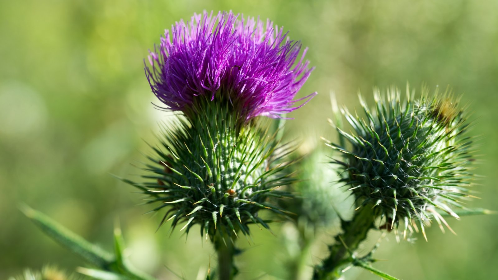 Close-up of a purple thistle flower with spiky, green bracts, captured in soft focus, set against a blurry green background.