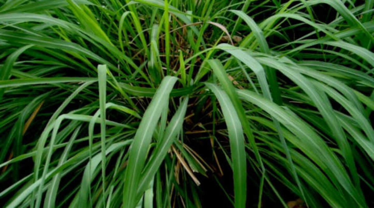 Citronella plant