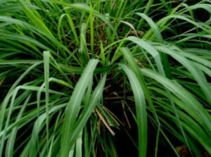 Citronella plant