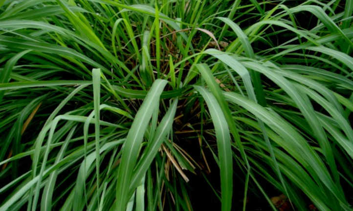 Citronella plant