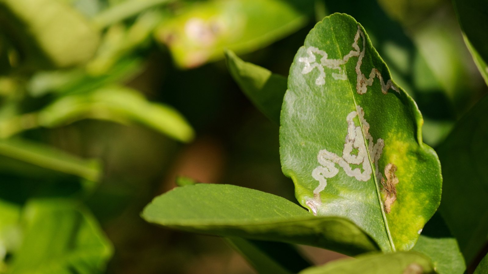 A close-up of Citrus Leafminer larvae burrowing into lime leaves, causing damage. The Leafminer activity is evident through visible trails and curled leaf edges. Lime tree foliage showcases the detrimental effects of Leafminer infestation, exhibiting signs of distress.