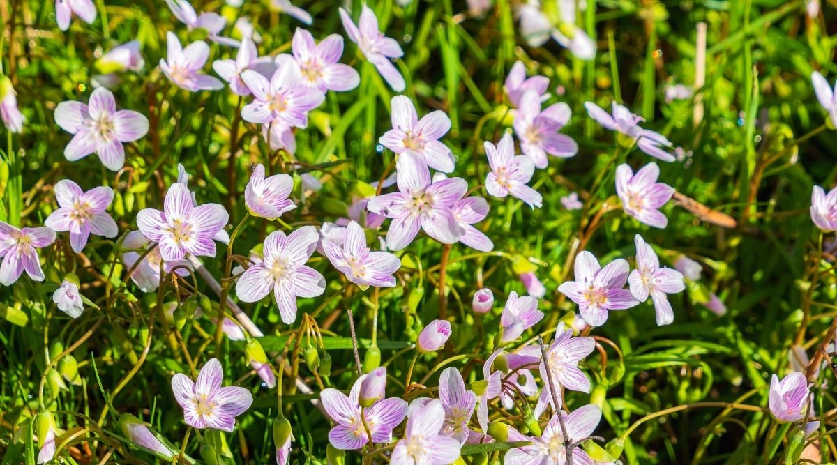 Close-up of a Claytonia virginica flowering plant in a sunny forest. The plant has lanceolate leaves that are bright green and smooth in texture. The leaves grow in a basal rosette, forming a low compact mound. Claytonia virginica produces delicate, five-petalled, star-shaped, pale pink flowers with delicate pink veins.