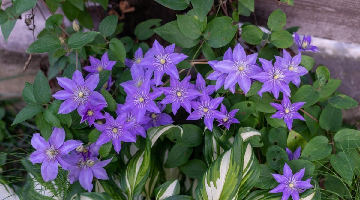 Clematis