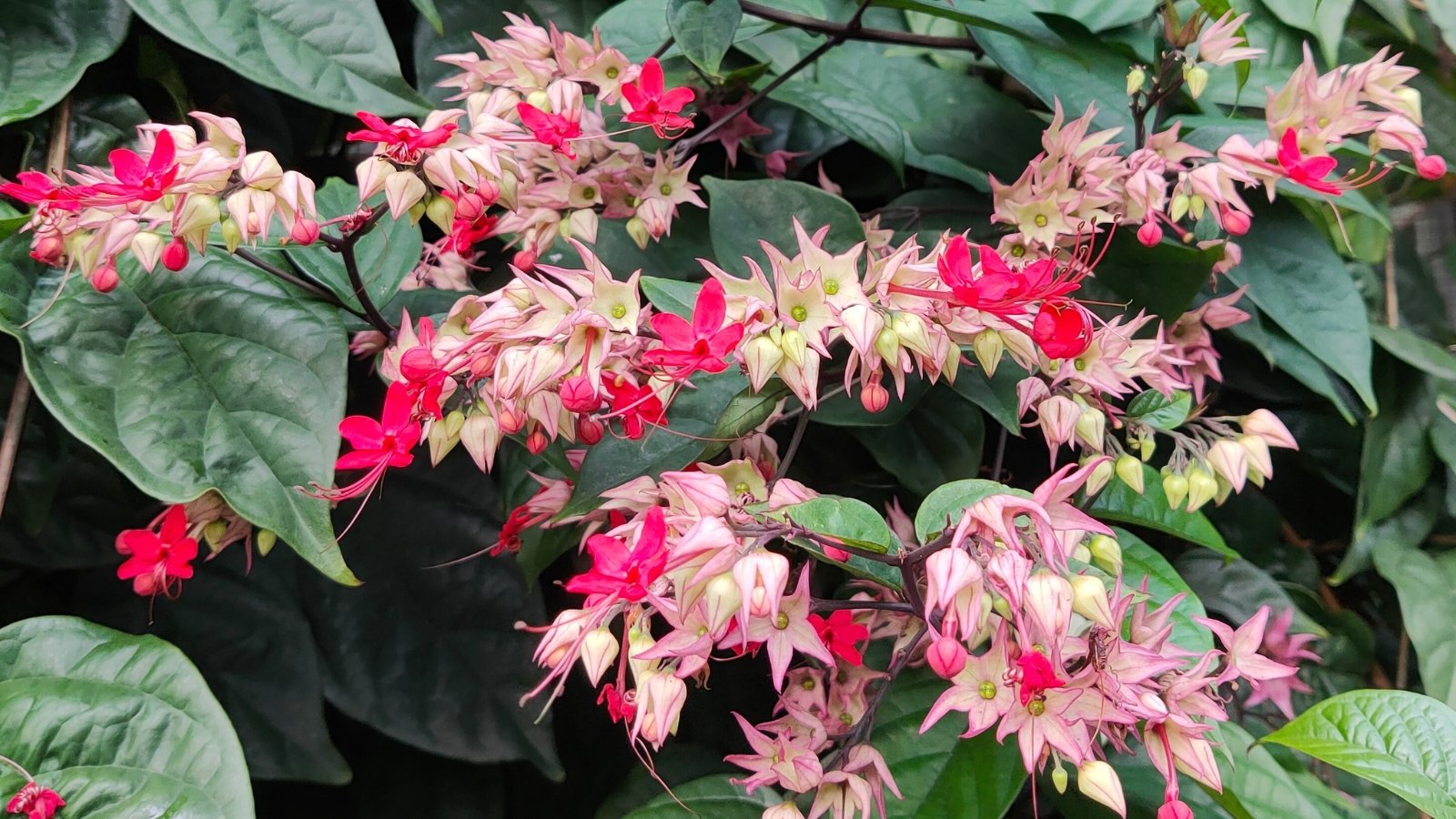 A vine adorned with vibrant pink and deep green leaves showcases nature's contrast, embodying both passion and serenity in its colorful foliage.