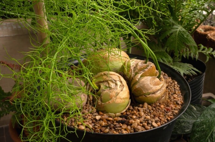 climbing onion, growing on a pot in the urban garden