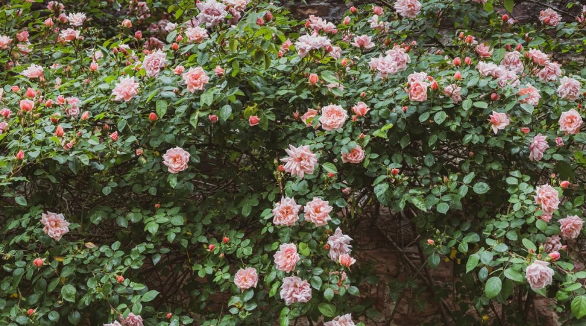 Climbing Rose